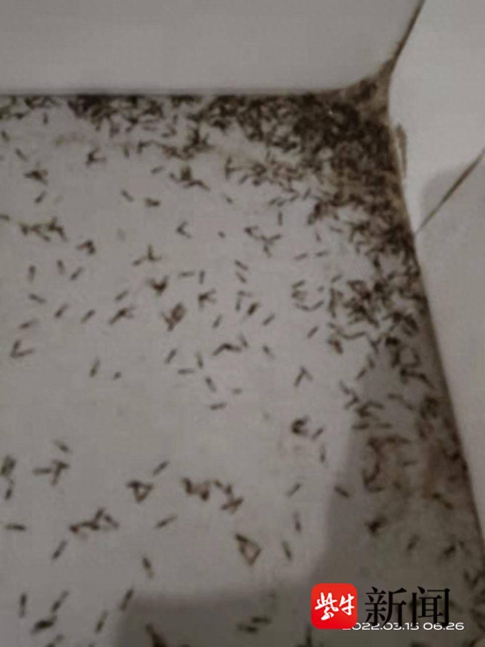 花300多万买了套“白蚁房” 原房主拒不退房，案子一波三折